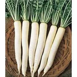 Manufacturers Exporters and Wholesale Suppliers of Radish Hybrid Seeds Hyderabad Andhra Pradesh